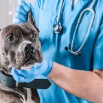 Common Health Issues in Pets