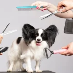 DIY Pet Grooming