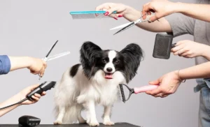 DIY Pet Grooming