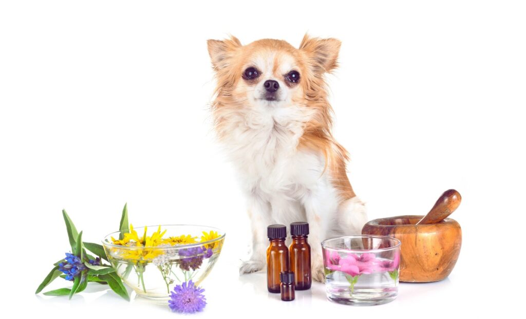 Understanding Calming Essential Oils for Pets