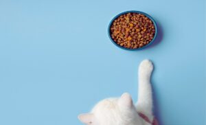 hills prescription cat food vs royal canin