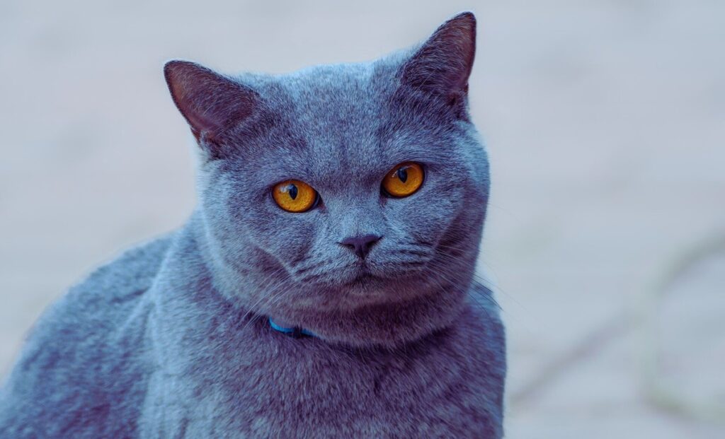 Nutritional Benefits of Instinct Cat Food