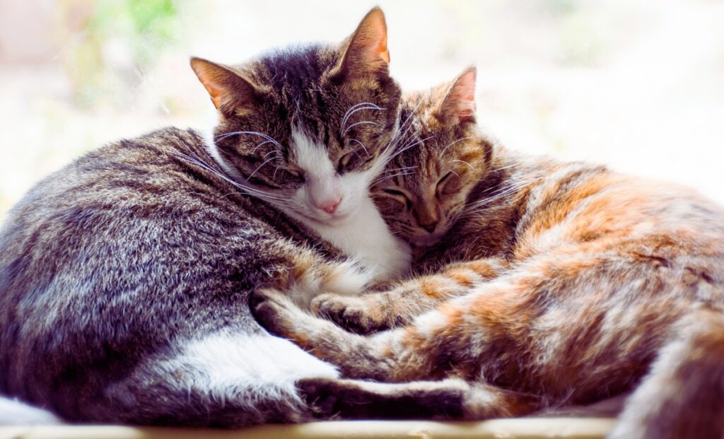 Understanding Your Cats' Nutritional Needs