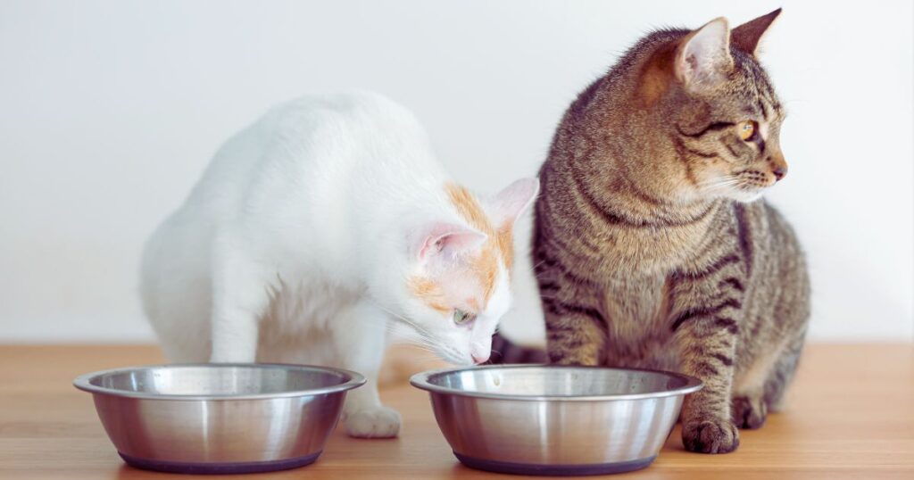 two cat daily meal plans